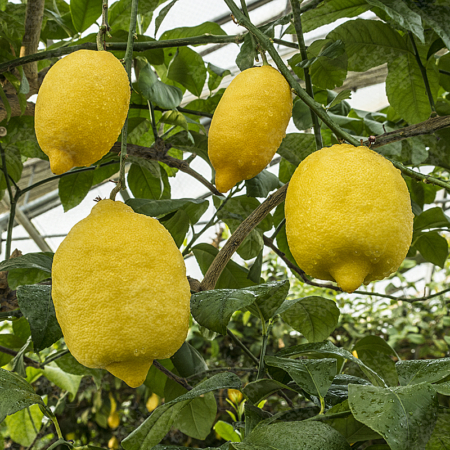 limoni