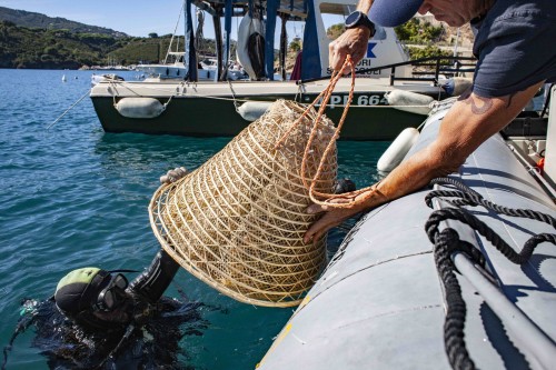 POSIZIONAMENTO IN ACQUA DELLE NASSE CONTENENTI L'UVA